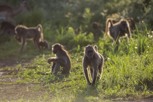 Small group of Chacma baboon in backlit in Kruger National park, South Africa ; Specie Papio ursinus family of Cercopithecidae