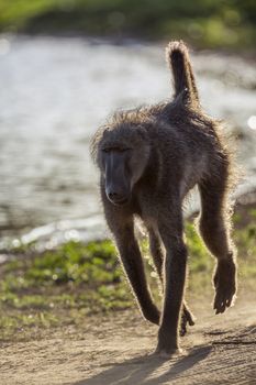 Chacma baboon running in front view in Kruger National park, South Africa ; Specie Papio ursinus family of Cercopithecidae