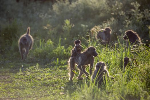 Small group of Chacma baboon in backlit in Kruger National park, South Africa ; Specie Papio ursinus family of Cercopithecidae