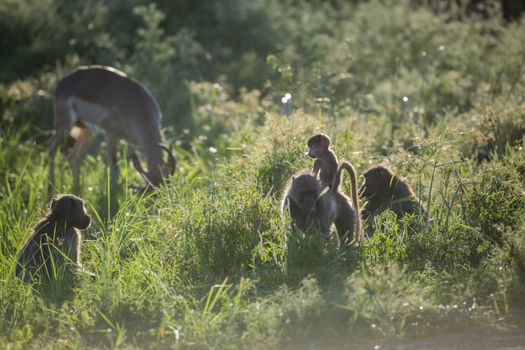 Small group of Chacma baboon and impala in Kruger National park, South Africa ; Specie Papio ursinus family of Cercopithecidae