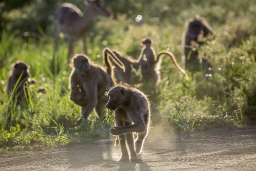 Small group of Chacma baboon in backlit in Kruger National park, South Africa ; Specie Papio ursinus family of Cercopithecidae