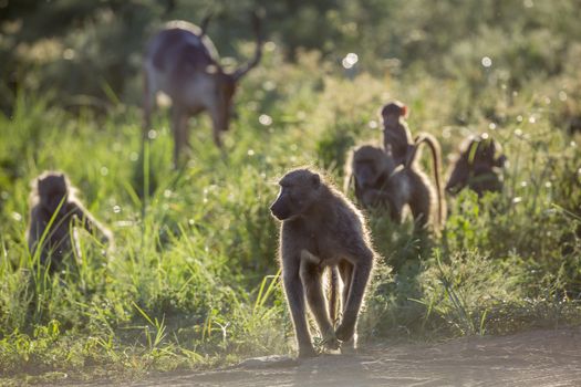 Small group of Chacma baboon in backlit in Kruger National park, South Africa ; Specie Papio ursinus family of Cercopithecidae