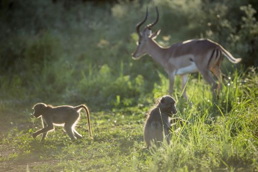 Chacma baboon and impala in Kruger National park, South Africa ; Specie Papio ursinus family of Cercopithecidae