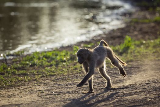 Chacma baboon running in Kruger National park, South Africa ; Specie Papio ursinus family of Cercopithecidae