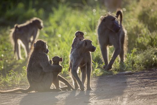 Small group of Chacma baboon in backlit in Kruger National park, South Africa ; Specie Papio ursinus family of Cercopithecidae