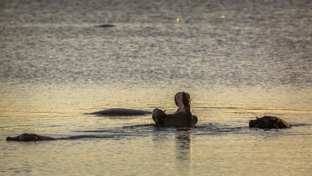 Hippopotamus yawning mouth open n Kruger National park, South Africa ; Specie Hippopotamus amphibius family of Hippopotamidae