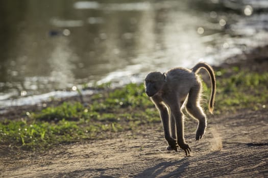 Chacma baboon running in Kruger National park, South Africa ; Specie Papio ursinus family of Cercopithecidae