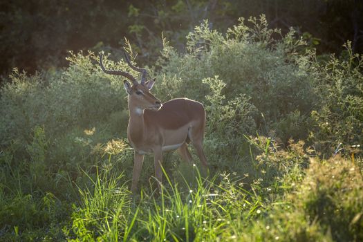 Common Impala male in backlit in Kruger National park, South Africa ; Specie Aepyceros melampus family of Bovidae