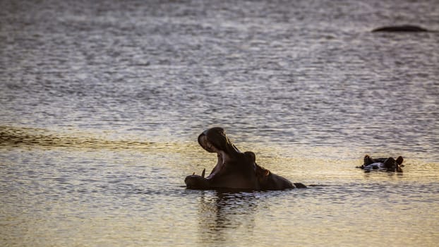 Hippopotamus yawning mouth open n Kruger National park, South Africa ; Specie Hippopotamus amphibius family of Hippopotamidae