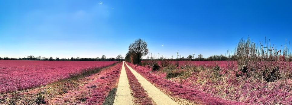 Beautiful and colorful fantasy landscape in an asian purple infrared photo style