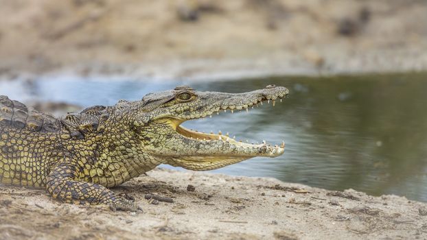 Profile of Nile crocodile mouth open on riverbank in Kruger National park, South Africa ; Specie Crocodylus niloticus family of Crocodylidae