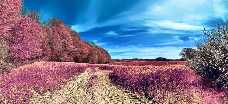 Beautiful and colorful fantasy landscape in an asian purple infrared photo style