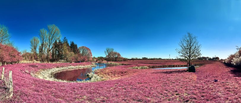 Beautiful and colorful fantasy landscape in an asian purple infrared photo style