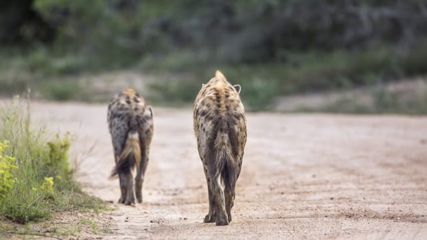 Two Spotted hyaenas walking rear view on safari road in Kruger National park, South Africa ; Specie Crocuta crocuta family of Hyaenidae