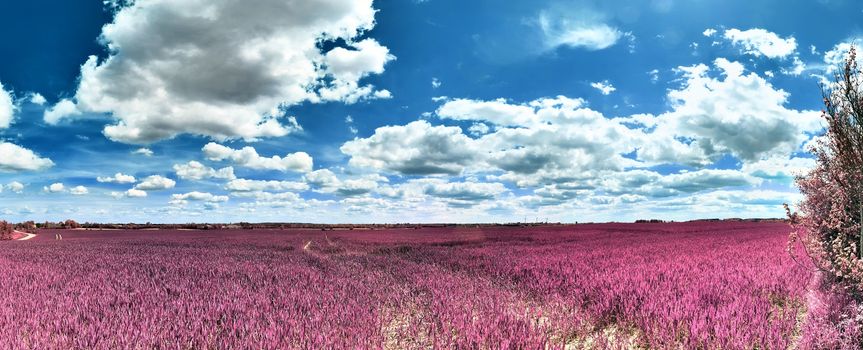 Beautiful and colorful fantasy landscape in an asian purple infrared photo style