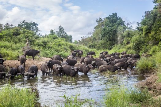 Herd of African buffalo bathing and drinking in Kruger National park, South Africa ; Specie Syncerus caffer family of Bovidae