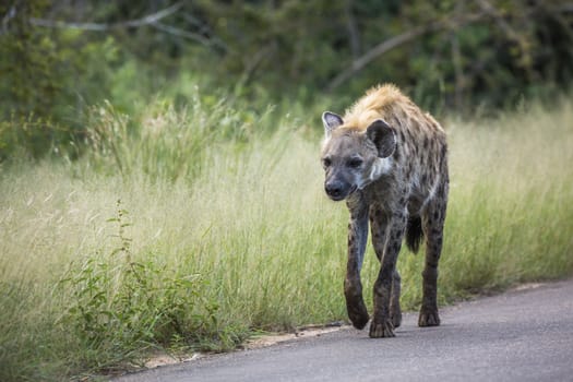 Spotted hyaena walking front view on the road in Kruger National park, South Africa ; Specie Crocuta crocuta family of Hyaenidae