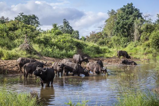 Herd of African buffalo bathing and drinking in Kruger National park, South Africa ; Specie Syncerus caffer family of Bovidae