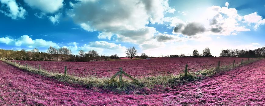 Beautiful and colorful fantasy landscape in an asian purple infrared photo style