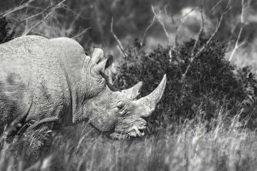 Southern white rhinoceros portrait in black and white in Kruger National park, South Africa ; Specie Ceratotherium simum simum family of Rhinocerotidae