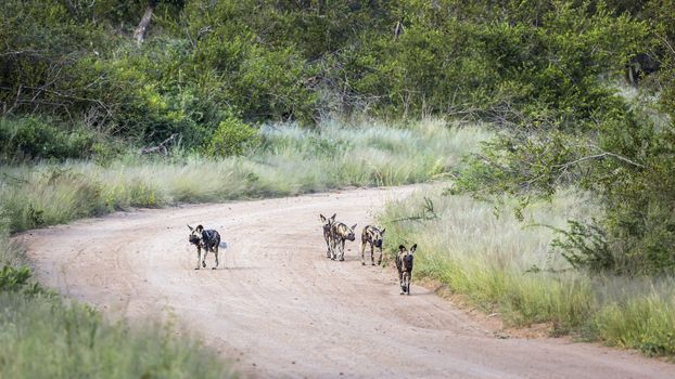 Small group of African wild dog moving on gravel road in Kruger National park, South Africa ; Specie Lycaon pictus family of Canidae