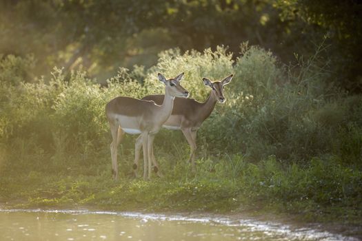 Two Common Impala female in backlit in Kruger National park, South Africa ; Specie Aepyceros melampus family of Bovidae