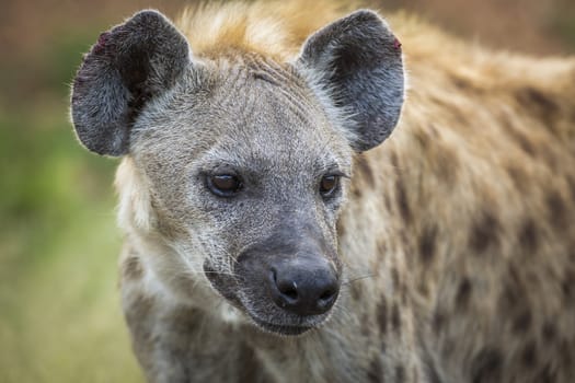 Spotted hyaena portrait in Kruger National park, South Africa ; Specie Crocuta crocuta family of Hyaenidae