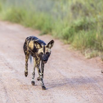 African wild dog moving on gravel road in Kruger National park, South Africa ; Specie Lycaon pictus family of Canidae