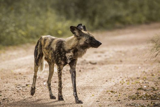 African wild dog standing in safari road in Kruger National park, South Africa ; Specie Lycaon pictus family of Canidae