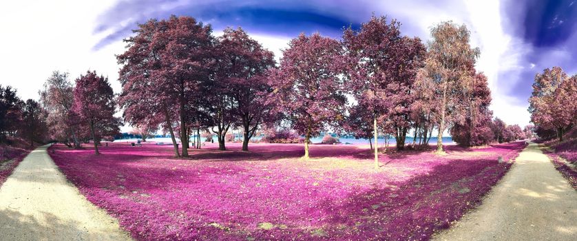 Beautiful and colorful fantasy landscape in an asian purple infrared photo style