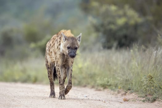 Spotted hyaena walking on safari dirt road in Kruger National park, South Africa ; Specie Crocuta crocuta family of Hyaenidae