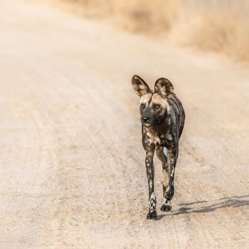 African wild dog moving on gravel road in Kruger National park, South Africa ; Specie Lycaon pictus family of Canidae