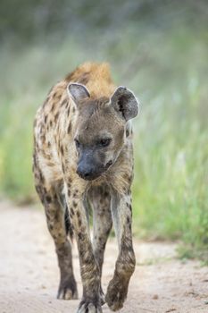 Spotted hyaena walking on safari dirt road in Kruger National park, South Africa ; Specie Crocuta crocuta family of Hyaenidae