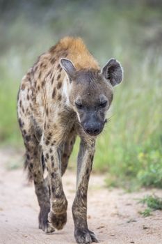 Spotted hyaena walking on safari dirt road in Kruger National park, South Africa ; Specie Crocuta crocuta family of Hyaenidae