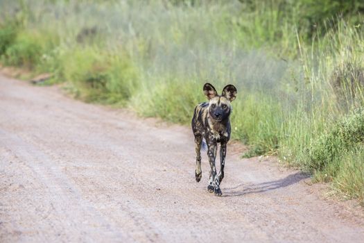 African wild dog moving on gravel road in Kruger National park, South Africa ; Specie Lycaon pictus family of Canidae