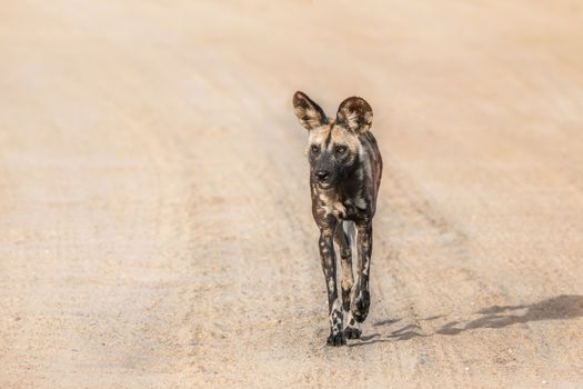 African wild dog moving on gravel road in Kruger National park, South Africa ; Specie Lycaon pictus family of Canidae