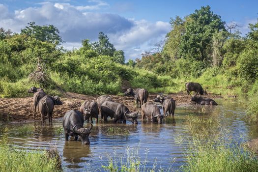 Herd of African buffalo bathing and drinking in Kruger National park, South Africa ; Specie Syncerus caffer family of Bovidae