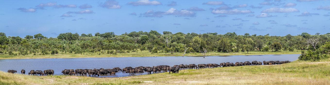 Herd of African buffalo in lake side in Kruger National park, South Africa ; Specie Syncerus caffer family of Bovidae