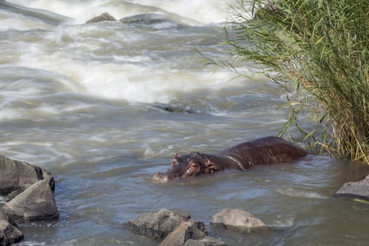 Hippopotamus resting in torrent in Kruger National park, South Africa ; Specie Hippopotamus amphibius family of Hippopotamidae