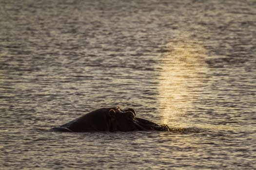 Hippopotamus in Kruger National park, South Africa ; Specie Hippopotamus amphibius family of Hippopotamidae