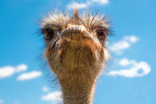 Head of ostrich on clear sky backdrop. Beak of ostrich. Portrait of ostrich head. African ostrich looks into the camera, has a funny look. Largest living bird. Zoo bird. He poses comically