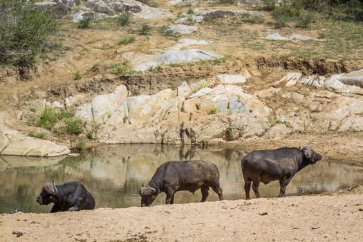 Three African buffalo along a waterhole in Kruger National park, South Africa ; Specie Syncerus caffer family of Bovidae