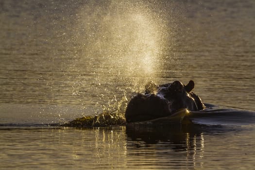 Hippopotamus in Kruger National park, South Africa ; Specie Hippopotamus amphibius family of Hippopotamidae