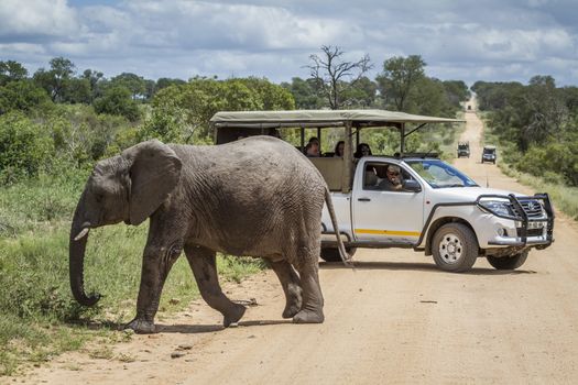 Young African bush elephant crossing road in front of safari car in Kruger National park, South Africa ; Specie Loxodonta africana family of Elephantidae