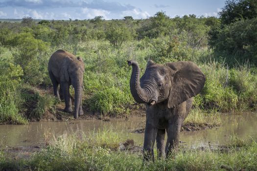 African bush elephant trunk up in Kruger National park, South Africa ; Specie Loxodonta africana family of Elephantidae