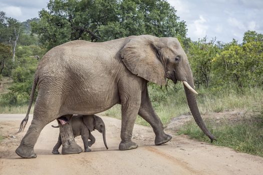 African bush elephant female with baby in Kruger National park, South Africa ; Specie Loxodonta africana family of Elephantidae
