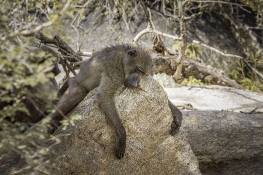 Chacma baboon sleeping on a rock in Kruger National park, South Africa ; Specie Papio ursinus family of Cercopithecidae