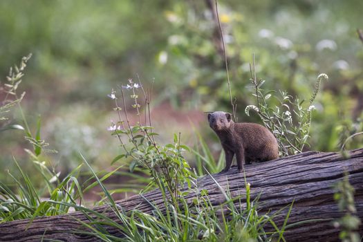 Common dwarf mongoose sitting on a log in Kruger National park, South Africa ; Specie Helogale parvula family of Herpestidae