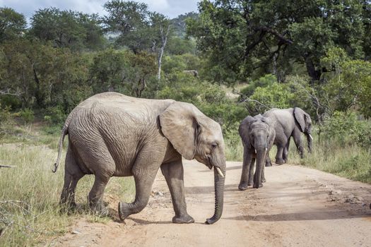 Three young African bush elephant on gravel road in Kruger National park, South Africa ; Specie Loxodonta africana family of Elephantidae