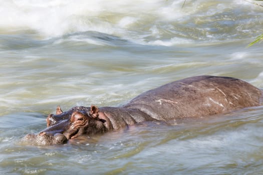 Hippopotamus resting in torrent in Kruger National park, South Africa ; Specie Hippopotamus amphibius family of Hippopotamidae